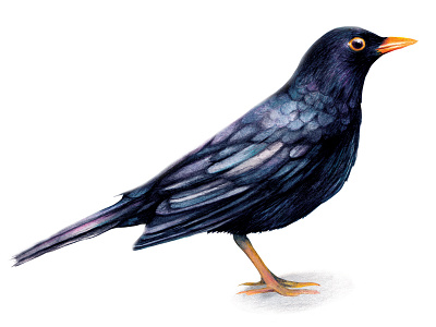 Watercolour Bird Illustration Blackbird