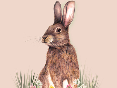 Watercolour Rabbit Animal Illustration