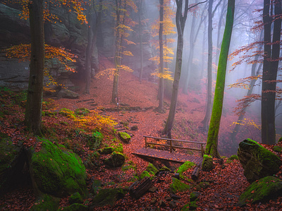 The Dark Woods autumn forest woodland woods