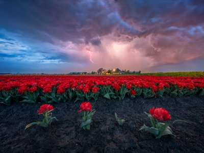 Tulip Mania tulips