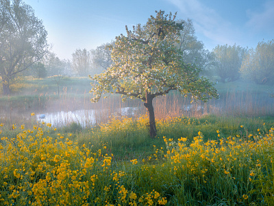 Golden Fairytale trees