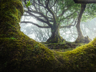 Fanal Fairytale trees