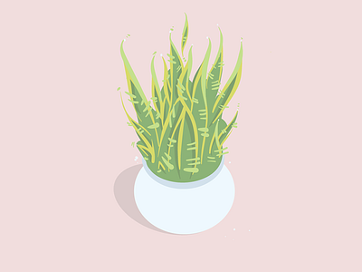 Sansevieria trifasciata house plant