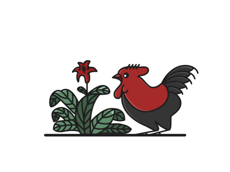 The Rooster Is Coming ayam debut dribbble hello illustration legendary rooster