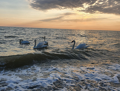 sky swans swans