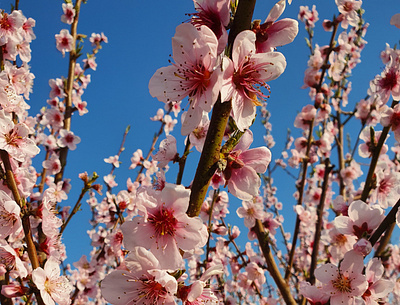 peach blossom forest