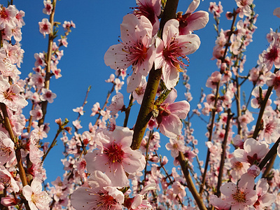 peach blossom