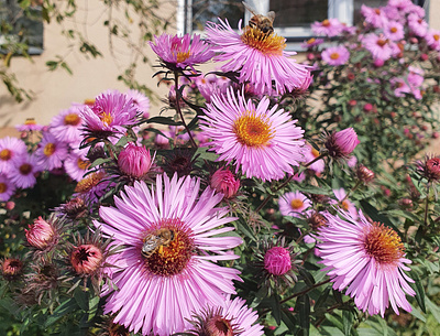 flowers and bees bees