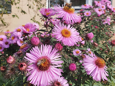 flowers and bees