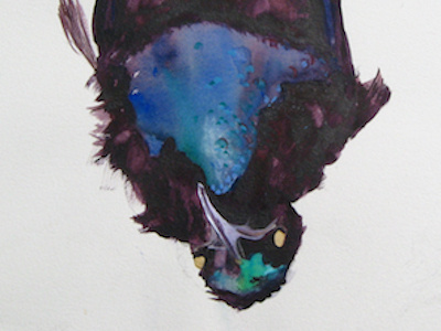 Bird of Paradise bird bird of paradise birds gouache watercolor