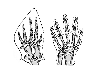 The flipper of a whale and the hand of a man flipper hand illustration skeleton