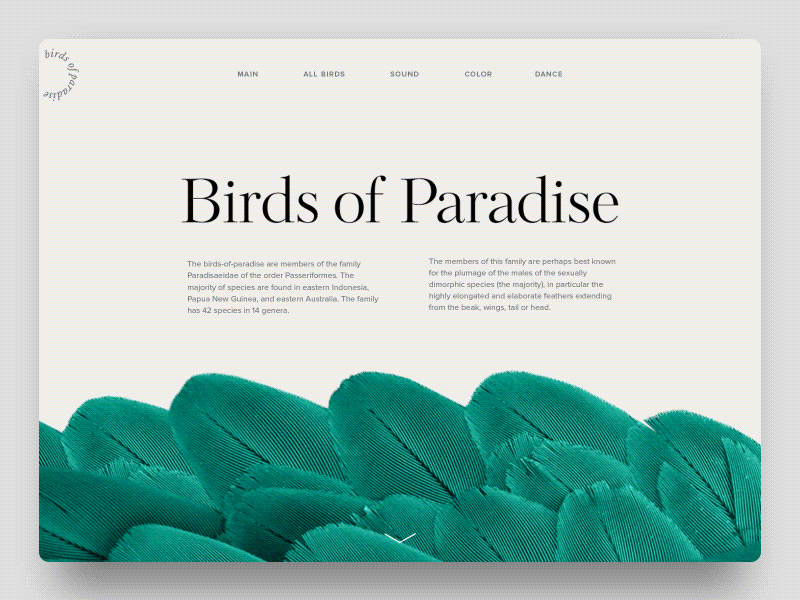 Birds of Paradise Encyclopedia animation birds of paradise concept flat material tubik ui ux web