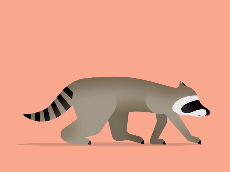 Sneaky raccoon animal animation character design gif looping motion raccoon sneaky walking
