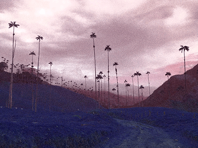 Palm Trees