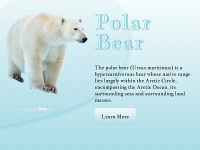 Info card 045 artic bear dailyui dailyui045 extinct extinction info card infocard mammals north pole polar bear polarbear save polar bear species ui visual design