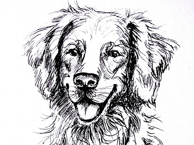 Golden retriever animal portrait black and white design dog golden retriever graphic design hand drawn illustration pen sketch retriever sketch smile traditional art ретривер скетч собака