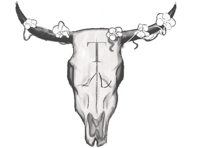 Cow Skull