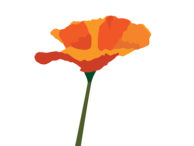 Bright Orange California Poppy california flower illustration orange vector