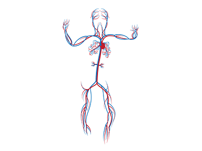 Human Circulatory System WIP blood circulatory diagram human pacific science center science scientific