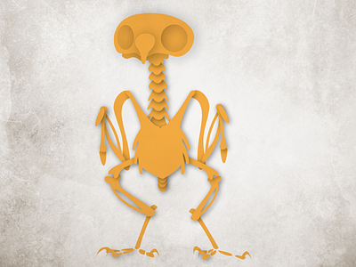 Owl Skeleton Illustration educational illustrated owl skeleton
