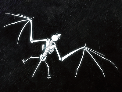Bat Skeleton Illustration anatomy bat illustration science skeleton