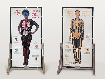 Magnetic Body Puzzle Board anatomy circulatory education exhibit museum science skeleton