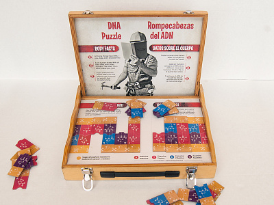 DNA Puzzle anatomy biology dna education exhibit museum science