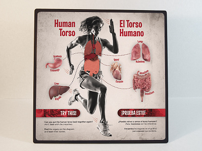 "Human Torso" Sign anatomy biology education exhibit museum organs science