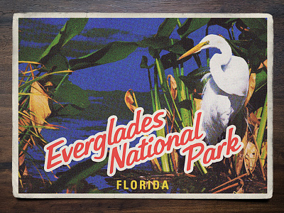 Vintage Postcard: Everglades National Park everglades florida postcard retro vintage