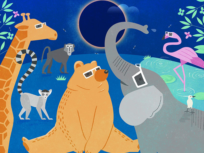 Animals react to the eclipse editorial illustration illustration flamingo monkey giraffe elephant bear animals eclipse