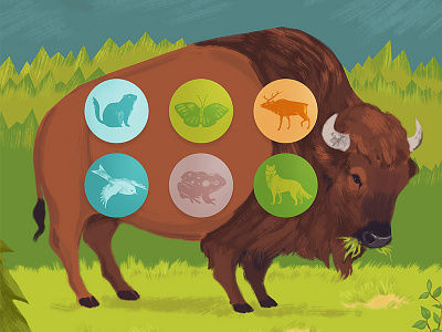 Banff Bison bison canada interactive museum parks canada rockies wildlife