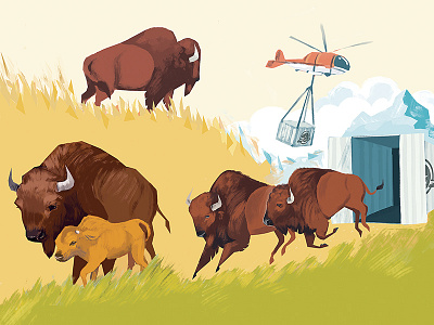 Bringing Bison Back to Banff bison canada interactive museum parks canada rockies wildlife