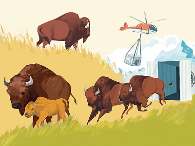 Bringing Bison Back to Banff