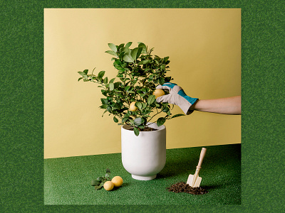 Plant Mom. focus lab photography set design still life styling