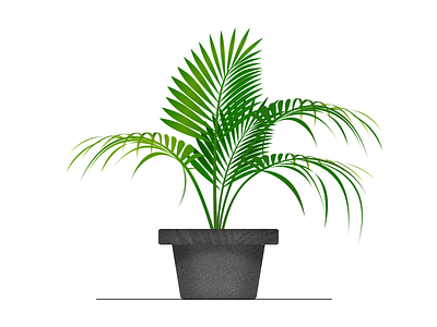 Plant2 chrysalidocarpus lutescens plant