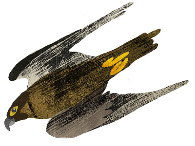 Peregrine bird peregrine slechtbalk