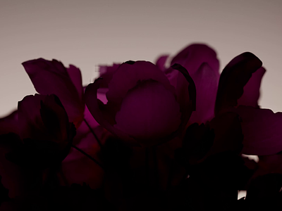 Habibi 3D Animation Intro 3d 3danimation animation art cgi cinema4d design flower light reveil