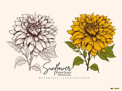 Hand Drawn Vintage Sunflower Highly Detailed Vector Drawing. hand drawn hand drawn sunflower ipad drawing ipad illustration sunflower sketch vintage vintage botanial art