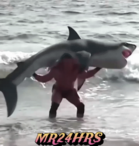 wrestling a shark wrestling a shark