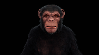 chimpanzee sculpting 3d maya substance painter xgen