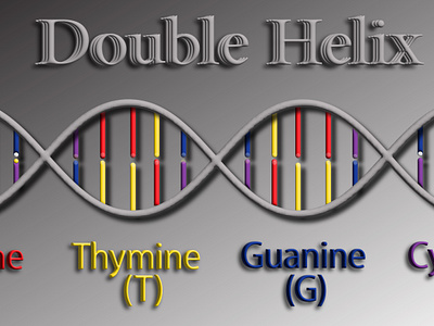 Double Helix \DNA animation biomedical biotechnology chemical bounds dna double helix illustration molecular