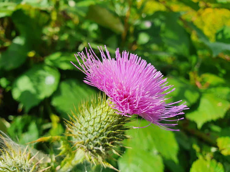 milk-thistle-benefits-supporting-liver-health-and-beyond-by-kpc-herbs