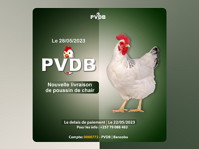 PVDB Chicken Farm Summer sales ads advertisment business flyers graphic design logo poster social media content