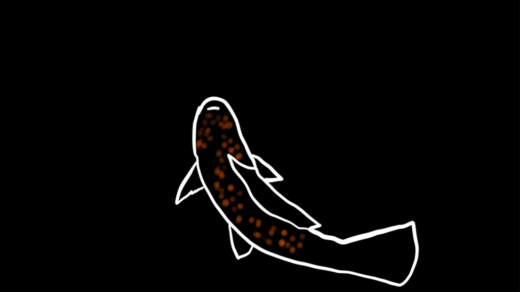 koi fish anim animation fish frame by frame gif ill illustration koi koi fish motion graphics ocean