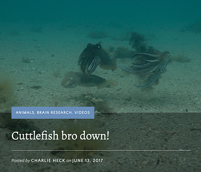Duking it out: Scientists capture mating battle between wild cut science video