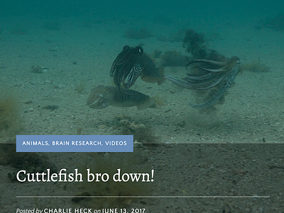 Duking it out: Scientists capture mating battle between wild cut science video