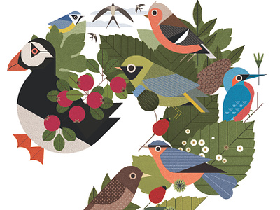 British Birds birds britain digital editorial folioart illustration nature sally caulwell vector wildlife