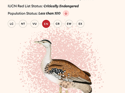 The Great Indian Bustard - Critically Endangered Species birds endangered species great indian bustard indian birds