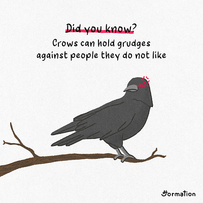 Crow can hold grudges against people they do not like animal bird cartoon crow digital art digital illustration drawing fun fact grudge hate illustration procreate