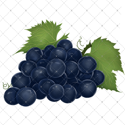 grape drawing 3d animation branding fruit grape grape drawing graphic design logo motion graphics รูปภาพ